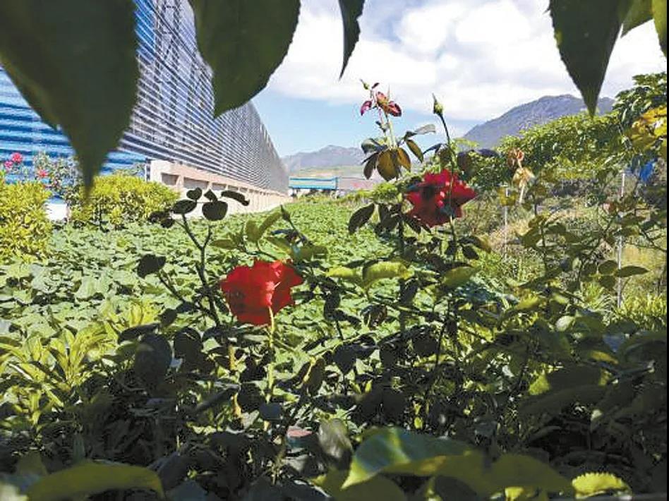 1604370414703236.jpg 微信图片_20201103102659.jpg